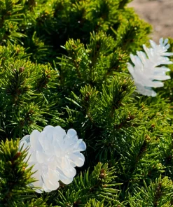 PINE Ljusslinga 10m 12V IP44